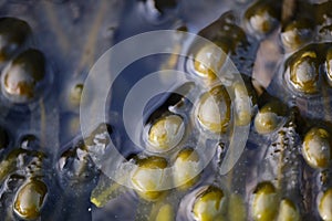 Close up of green algae