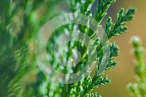 Macro photo of green branches of Juniper evergreen shrub plant with brown background