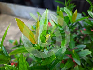 macro photo of a green grasshopper hiding behind a leaf
