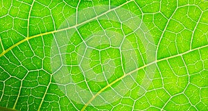 Macro photo of green leaf