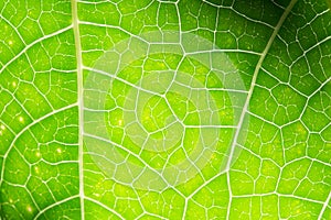 Macro photo of green leaf