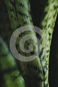 Macro photo of a green leaf plant sansiviera