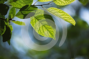 Macro photo of green leaves with blurred green-blue background of foliage and sky.