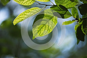 Macro photo of green leaves with blurred green-blue background of foliage and sky