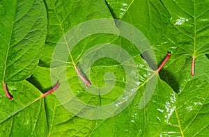 Macro photo of a green leaves Fallopia japonica. Texture contrast natural background