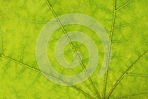 Macro photo of green maple leaf.