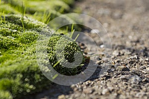 Macro photo of green moss on the pavement