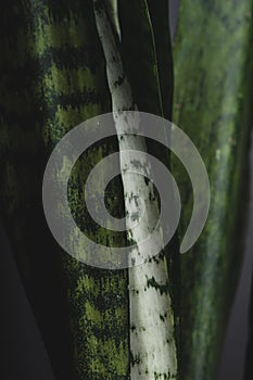 Macro photo of a green pant leaf sansiviera