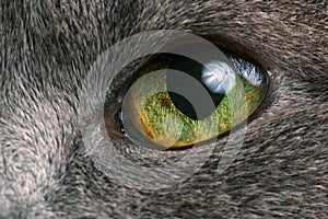 Macro photo of grey cat`s eye