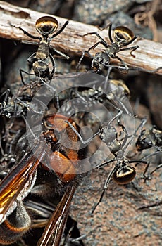 Macro Photo of Group of Golden Weaver Ants Attack Wasp