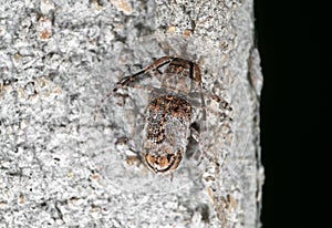 Macro Photo of Hairy Beetle on The Wall
