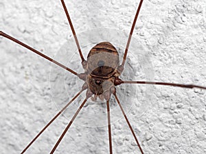 Macro Photo of Harvestman or Daddy Longlegs on The Wall