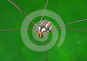 Macro Photo of Harvestmen or Daddy Longlegs on Green Leaf