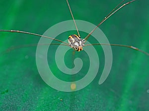 Macro Photo of Harvestmen or Daddy Longlegs Isolated on Colorful