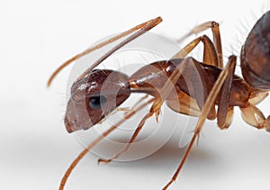 Macro Photo of Head of Ant on White Floor