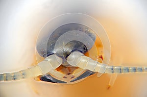 macro photo of the head of Centipedes arthropod