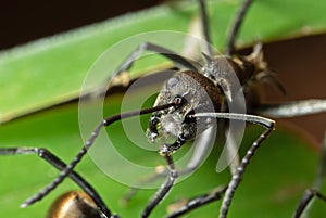 Macro Photo of Head of Golden Weaver Ant on Green Leaf