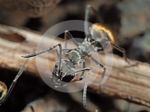 Macro Photo of Head of Golden Weaver Ant on The Ground