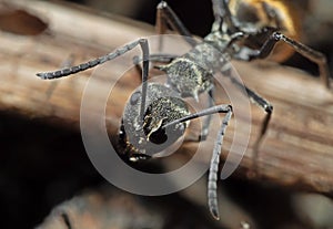 Macro Photo of Head of Golden Weaver Ant on The Ground