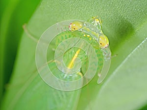 Macro Photo of Head of Praying Mantis on Green Leaf