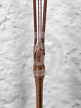 Macro Photo of Head of Stick Insect or Stick Bug on White Wall