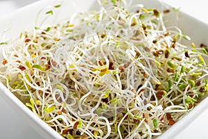 Macro photo of healthy fresh homegrown Alfalfa or Lucerne Medicago sativa sprouts in white bowl.