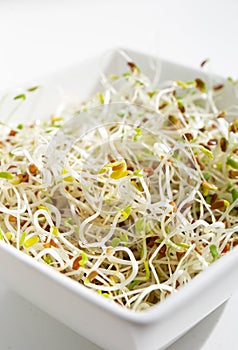 Macro photo of healthy fresh homegrown Alfalfa or Lucerne Medicago sativa sprouts in white bowl.
