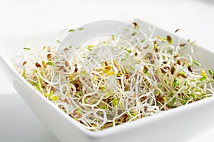 Macro photo of healthy fresh homegrown Alfalfa or Lucerne Medicago sativa sprouts in white bowl.