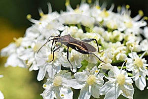 Hemiptera true bug on white flower photo