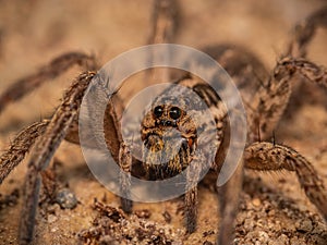 Macro photo of Hogna radiata