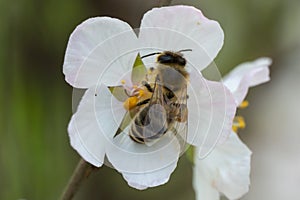 Macro photo honey bee on cherry blossoms in spring season in garden.