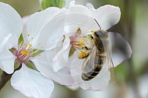 Macro photo honey bee on cherry blossoms in spring season in garden.