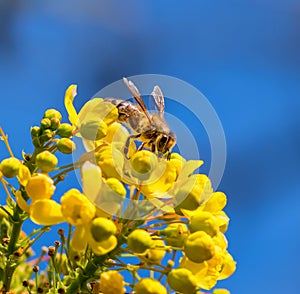 Honey bee yellow flower and blue sky