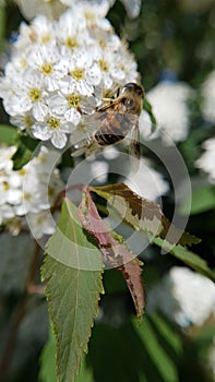 macro photo of a honey wasp sucking flower nectar
