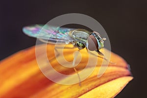 Macro photo of hoverfly on orange flower petal showing details of its head