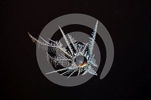 Macro photo of ice crystals grown around a frozen waterdrop