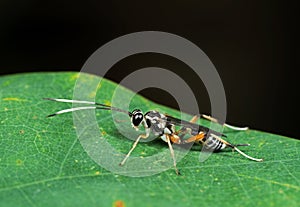 Macro Photo of Ichneumon Wasp with Black and White Antennae on G