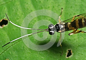 Macro Photo of Ichneumon Wasp with Black and White Antennae on Green Leaf