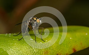 Macro photo of an insect, a Dolichopodidae, fly