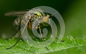 Macro photo of an insect, a Dolichopodidae fly photo