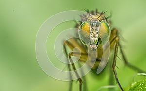 Macro photo of an insect, a Dolichopodidae fly photo