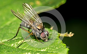 Macro photo of an insect, a Dolichopodidae fly