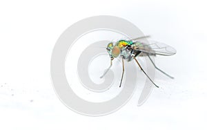 Macro photo of an insect, a Dolichopodidae fly on a white background photo