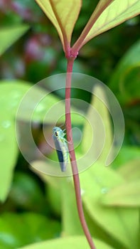 Macro closeup insects on a tree
