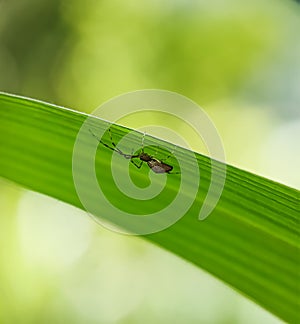 Macro photo of insects under the leaves