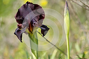 Macro photo of Iris atrofusca or Judean iris or Gilead iris