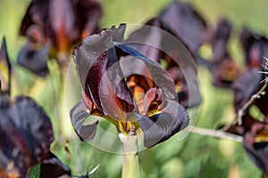 Macro photo of Iris atrofusca or Judean iris or Gilead iris grow a meadow