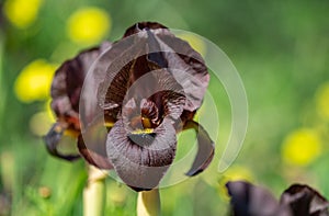 Macro photo of Iris atrofusca or Judean iris or Gilead iris grow a meadow