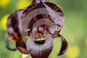 Macro photo of Iris atrofusca or Judean iris or Gilead iris grow a meadow