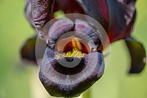 Macro photo of Iris atrofusca or Judean iris or Gilead iris grow a meadow